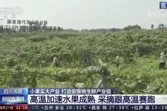 央視新聞中的天然蕓苔素、生物農(nóng)藥助力綠色農(nóng)業(yè)、品牌農(nóng)產(chǎn)品更有價(jià)值