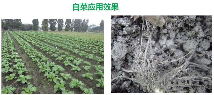氨基寡糖素 - 植物的免疫衛(wèi)士，根結(jié)線蟲的克星