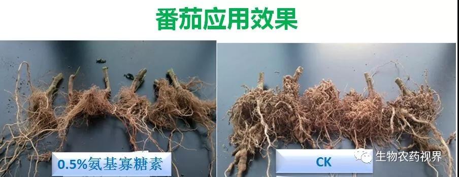 氨基寡糖素 - 植物的免疫衛(wèi)士，根結(jié)線蟲的克星