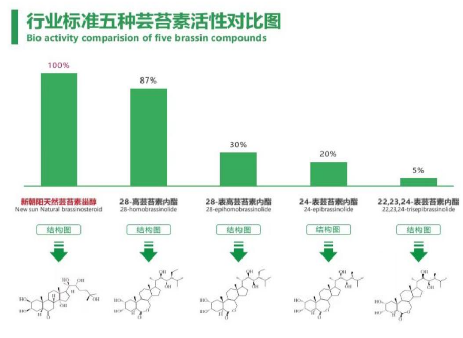 小麥拌種選新朝陽(yáng)天然蕓苔素，讓小麥高產(chǎn)贏在起跑線上！（小麥在什么時(shí)候用蕓苔素效果最佳）