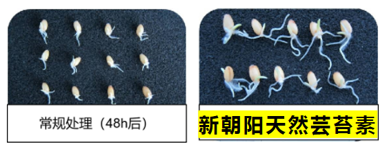小麥拌種選新朝陽(yáng)天然蕓苔素，讓小麥高產(chǎn)贏在起跑線上?。ㄐ←溤谑裁磿r(shí)候用蕓苔素效果最佳）