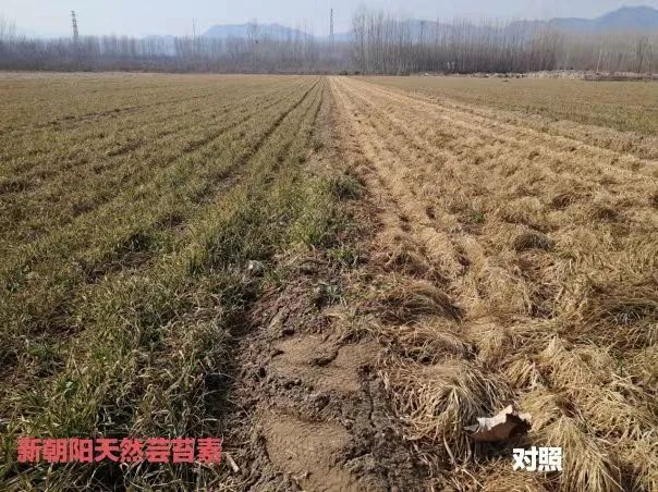 小麥拌種選新朝陽(yáng)天然蕓苔素，讓小麥高產(chǎn)贏在起跑線上?。ㄐ←溤谑裁磿r(shí)候用蕓苔素效果最佳）