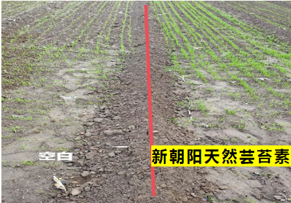 小麥拌種選新朝陽(yáng)天然蕓苔素，讓小麥高產(chǎn)贏在起跑線上?。ㄐ←溤谑裁磿r(shí)候用蕓苔素效果最佳）
