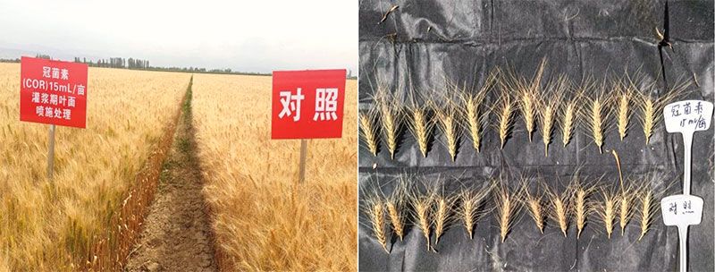 新型生物調(diào)節(jié)劑冠菌素助力新疆農(nóng)業(yè)再添新動能